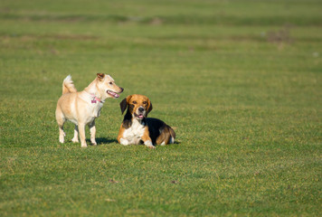 Dogs happy in the green grass in a sunny day