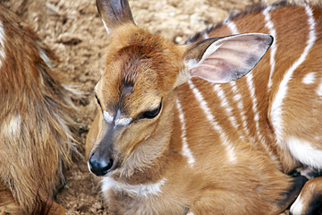 Baby Antelope at Khao kheow Zoo in Thailand.