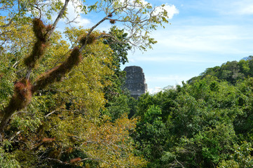 Rich vegetation and the top of the ancient Maya temple in Tikal National Park and archaeological site, Guatemala