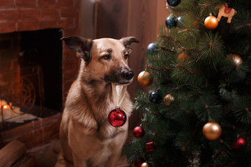 Mixed breed dog
