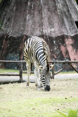 Fototapeta na wymiar Zebra on grassland in Khao kheow Zoo