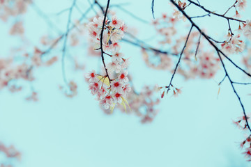 Wild Himalayan Cherry spring blossom