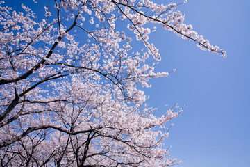 青空とサクラ