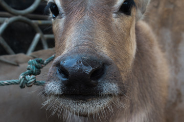 Buffalo, Buffalo Thailand, animals,close up eye ,close up eye,nose