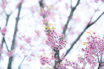 Wild Himalayan Cherry spring blossom