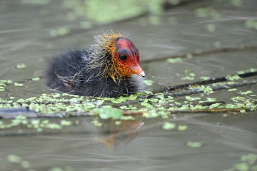 Coot (fulica)
