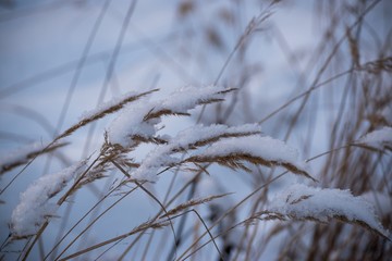 Dry grass cowered with snow, nature background