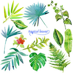 Fototapeta na wymiar Set of green tropical watercolor leaves and plants.