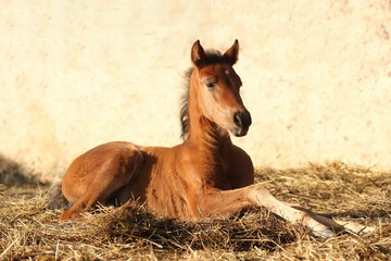 Aufmerksames Fohlen im Stall