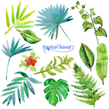 Set of green tropical watercolor leaves and plants.