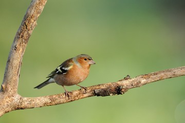 Finch (Fringilla coelebs)