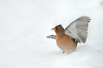 Finch (Fringilla coelebs)