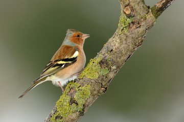 Finch (Fringilla coelebs)
