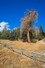 Wooden fence in the mountains with larch