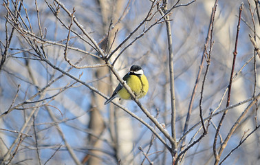 Синица на дереве.