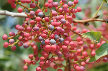 Pistacia vera, the fruit arsenic tree