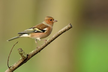 Finch (Fringilla coelebs)