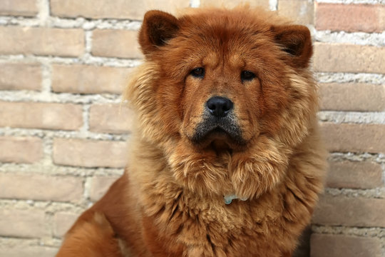 Photo closeup portrait of cute Chow Chow fluffy guardian dog pet broad skull small triangular ears with reddish smooth thick fur coat on sitting against masonry wall background, horizontal picture