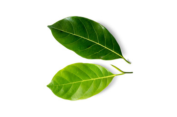 Obraz premium Jack fruit leaf isolated on white background