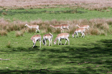 Fallow Deer