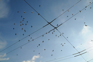 Birds fly in the blue sky above the tram wires