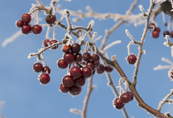 red berries covered with ice crystals
