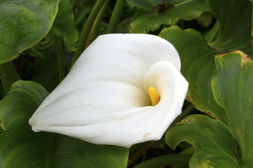  Calla Lily (Zantedeschia aethiopica) in the garden.