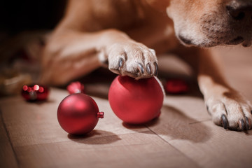 Pit bull dog, Christmas and New Year