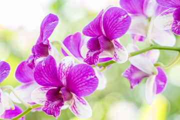 Fototapeta na wymiar Dendrobium sonia orchid