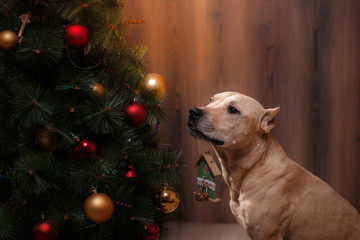 Pit bull dog, Christmas and New Year