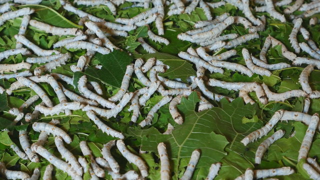 4k silkworms with mulberry leaves on the woven basket