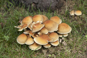 bunch of mushrooms