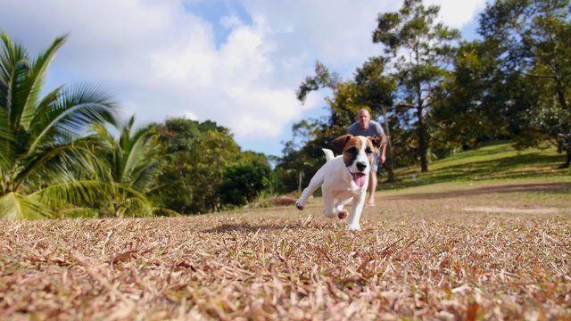 Running Jack Russell Terrier Puppy Outdoors. Slow Motion.