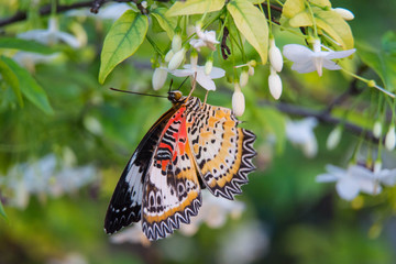 Closeup butterfly on flower (Common tiger butterfly)
