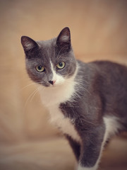 Portrait smoky-gray domestic cat.