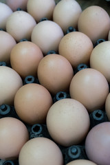 Egg chicken farm,selection focus.