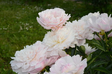 Fototapeta premium Many blooming peony flowers in the garden 