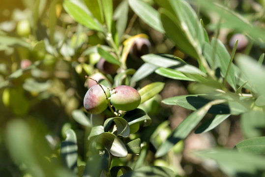 Ripe mediterranean olives. Olive trees garden, organic olives re