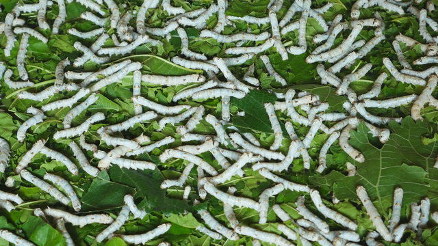 panning shot of silkworms with mulberry leaves on the woven basket