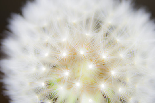 fluff of a dandelion in close up
