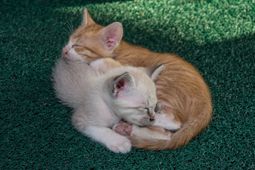 Cute little kitten sleeps on green carpet