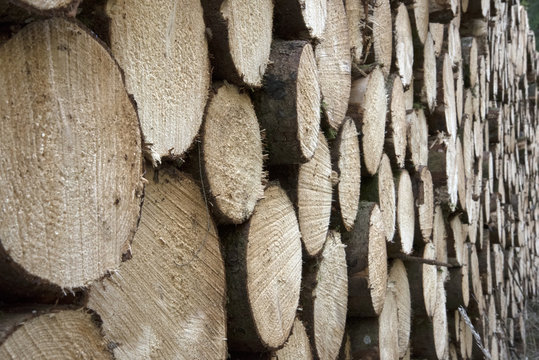 Sapins abattus