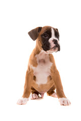 Beautiful boxer puppy