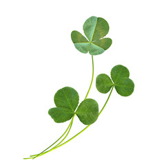 leaf clover on white background © alenalihacheva