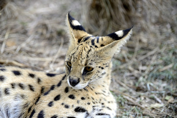 Serval, Hluhluwe, South Africa