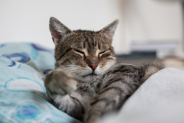 Obraz na płótnie Canvas sleeping cat 