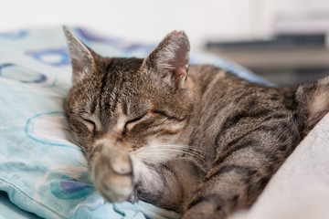 sleeping cat
