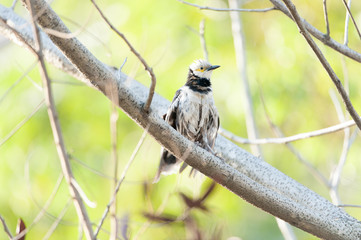 black-collared Starling bird (Sturnus nigricollis) standing on the branch 
