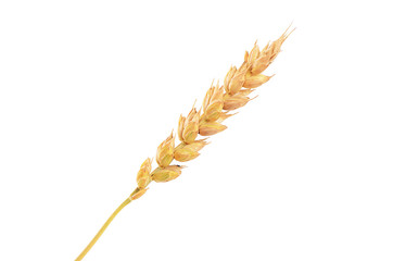 Ears of ripe wheat isolated on a white