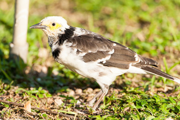 black-collared Starling bird (Sturnus nigricollis) standing on the branch 
